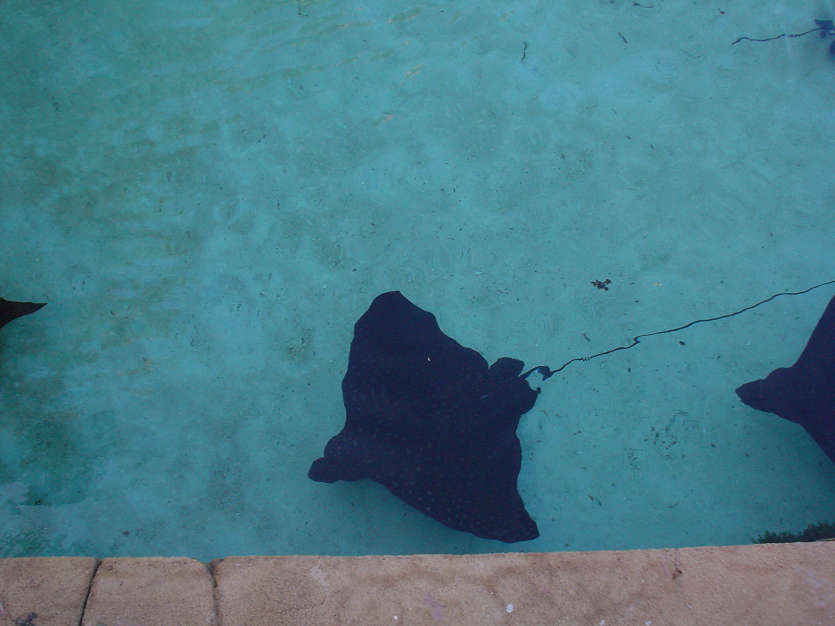 Bahamas Atlantis